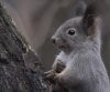 animals_squirrels_nature_squirell_animal_desktop_1920x1440_hd-wallpaper-827143.jpg