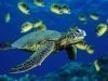 Sea%20Turtle%201024X768%20Wallpaper.jpg