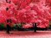 The-best-top-autumn-desktop-wallpapers-32.jpg