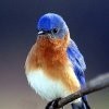 blue-bird-picture.jpg