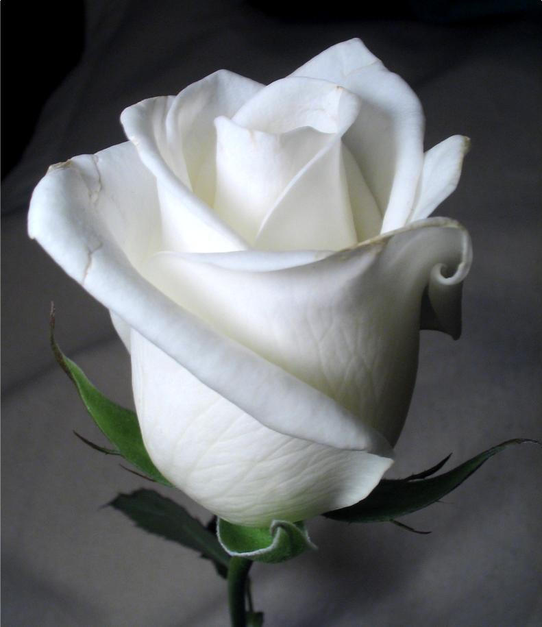 white_rose_by_twofuzzysumos.jpg