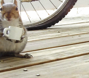 Squirrel-296x260.gif