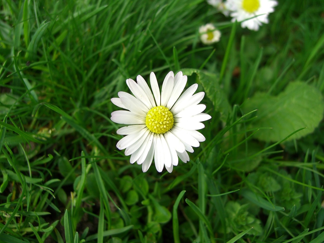 daisy_1280.jpg